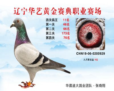 華藝黃金賽典四關鴿王11名