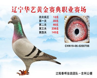 華藝黃金賽典四關鴿王12名
