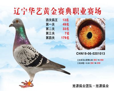 華藝黃金賽典四關鴿王13名