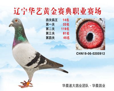 華藝黃金賽典四關鴿王14名