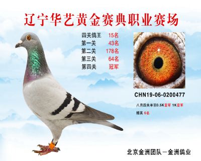 華藝黃金賽典四關鴿王15名