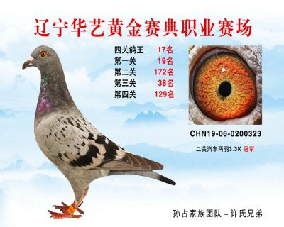 華藝黃金賽典四關鴿王17名