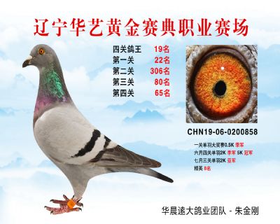 華藝黃金賽典四關鴿王19名