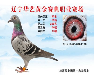 華藝黃金賽典四關鴿王20名