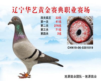 華藝黃金賽典四關鴿王22名