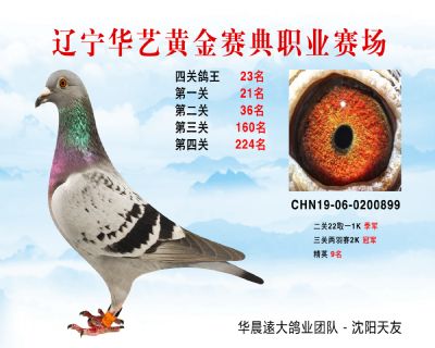華藝黃金賽典四關鴿王23名