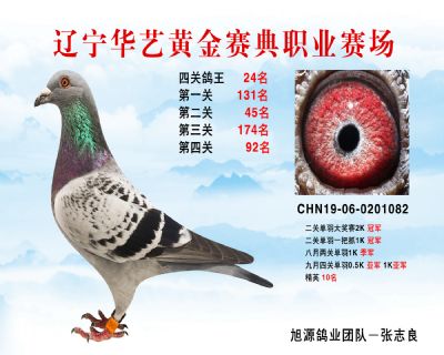 華藝黃金賽典四關鴿王24名
