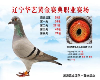 華藝黃金賽典四關鴿王25名