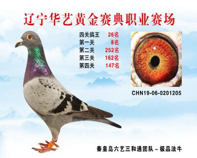 華藝黃金賽典四關鴿王26名