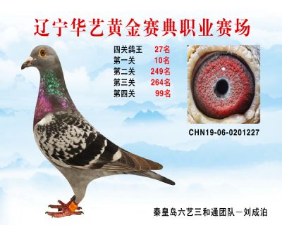 華藝黃金賽典四關鴿王27名