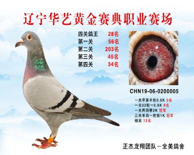 華藝黃金賽典四關鴿王28名