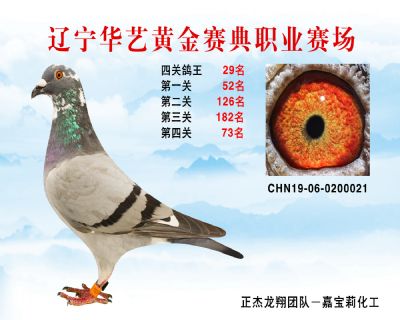 華藝黃金賽典四關鴿王29名