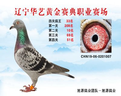華藝黃金賽典四關鴿王33名