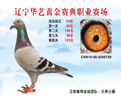 華藝黃金賽典四關鴿王34名
