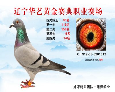 華藝黃金賽典四關鴿王35名