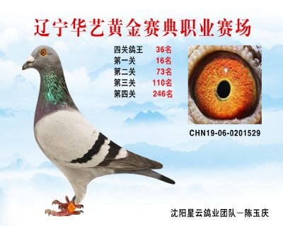 華藝黃金賽典四關鴿王36名