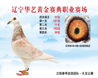 華藝黃金賽典四關鴿王37名
