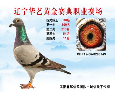 華藝黃金賽典四關鴿王38名