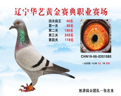 華藝黃金賽典四關鴿王40名