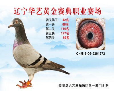 華藝黃金賽典四關鴿王42名