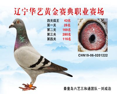 華藝黃金賽典四關鴿王43名