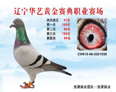 華藝黃金賽典四關鴿王47名