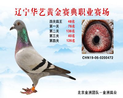 華藝黃金賽典四關鴿王48名