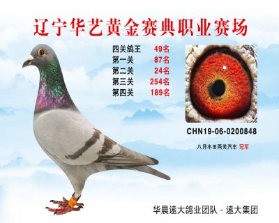 華藝黃金賽典四關鴿王49名