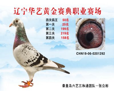 華藝黃金賽典四關鴿王50名