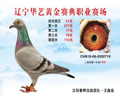 華藝黃金賽典四關鴿王51名
