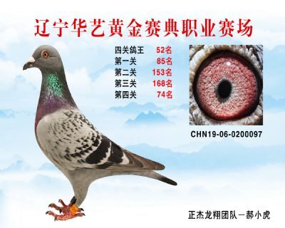 華藝黃金賽典四關鴿王52名