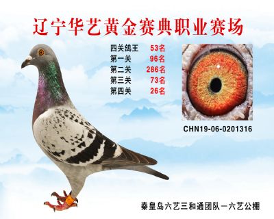 華藝黃金賽典四關鴿王53名