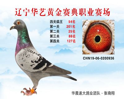 華藝黃金賽典四關鴿王54名