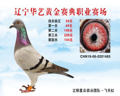 華藝黃金賽典四關鴿王55名