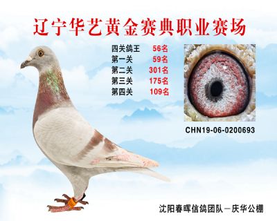 華藝黃金賽典四關鴿王56名