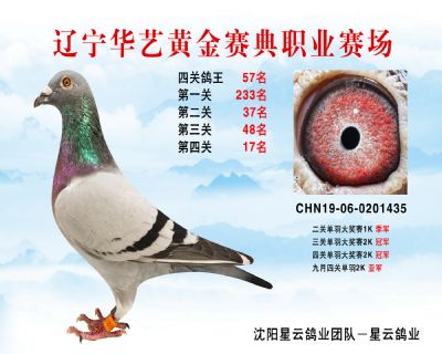 華藝黃金賽典四關鴿王57名
