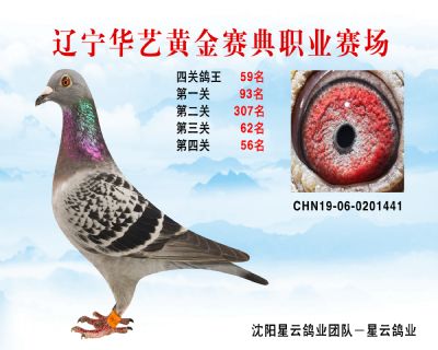 華藝黃金賽典四關鴿王59名
