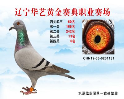 華藝黃金賽典四關鴿王60名