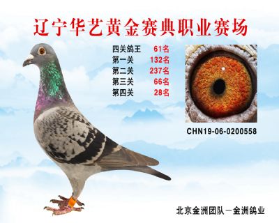 華藝黃金賽典四關鴿王61名