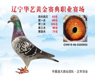 華藝黃金賽典四關鴿王63名