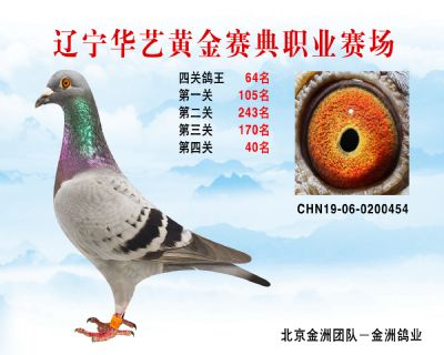 華藝黃金賽典四關鴿王64名