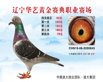 華藝黃金賽典四關鴿王65名