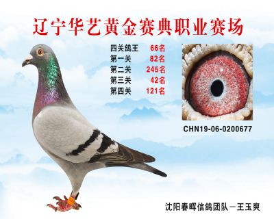 華藝黃金賽典四關鴿王66名