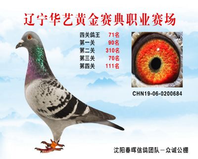 華藝黃金賽典四關鴿王71名