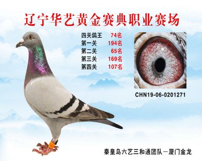 華藝黃金賽典四關鴿王74名