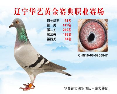 華藝黃金賽典四關鴿王75名