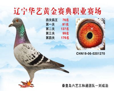 華藝黃金賽典四關鴿王76名