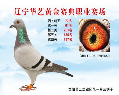 華藝黃金賽典四關鴿王77名