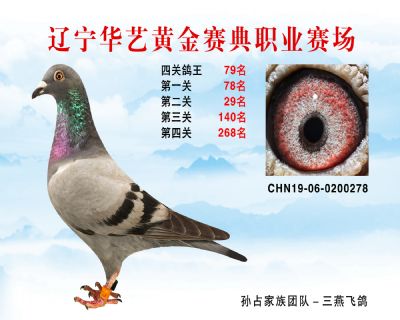 華藝黃金賽典四關鴿王79名