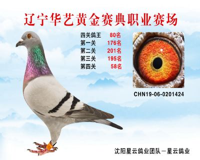 華藝黃金賽典四關鴿王80名